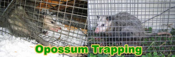 How to Get Rid of Possums In the Yard, Attic, Roof, Deck ...